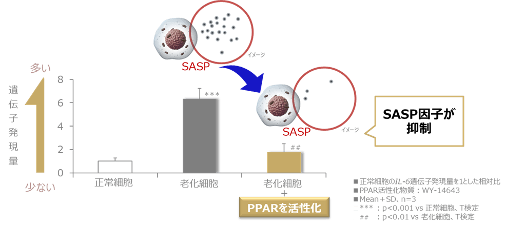 図1 PPARの活性化により老化細胞におけるSASP因子の上昇が抑制される