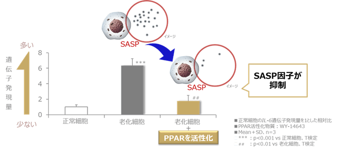 図1 PPARの活性化により老化細胞におけるSASP因子の上昇が抑制される