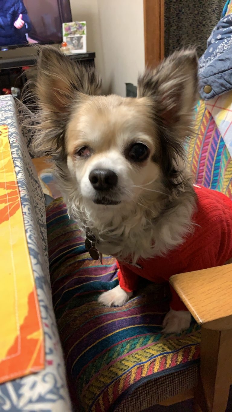 「心が変化する元繁殖犬」ペットとの絆を語ろう。1投稿500円が寄付になり保護犬猫が救われます