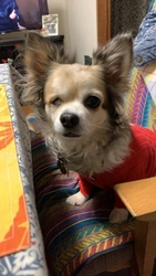 「心が変化する元繁殖犬」ペットとの絆を語ろう。1投稿500円が寄付になり保護犬猫が救われます