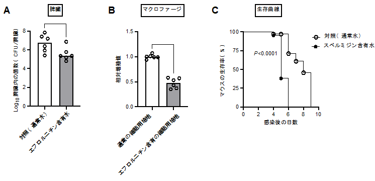 図4 ポリアミンレベルはサルモネラの感染性に影響をおよぼす (A)通常水あるいはエフロルニチン含有水を飲水したマウスの脾臓内サルモネラ菌数。(B)サルモネラのマクロファージ様細胞内の相対増殖値(通常の細胞用培地における野生株の増殖値を1とする)。(C)サルモネラに感染したマウスの生死判定。*P<0.05、**P<0.01