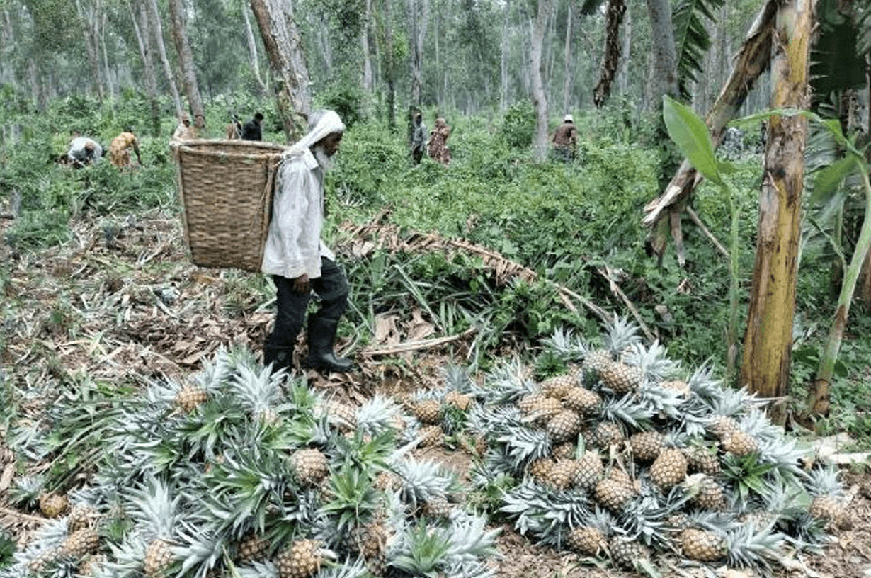 破棄される大量のパイナップルの葉