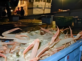 島根県・隠岐諸島「松葉ガニ漁」今年も解禁！11月26日初売り “伝統の篭漁が支える、冬の至宝の鮮度と美しさ”