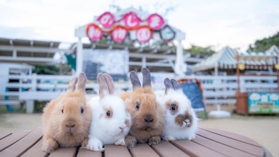 淡路島にある小さな動物園 「のじま動物園」特別イベント盛りだくさん！『夏のどうぶつえんまつり』 7月・8月に開催！