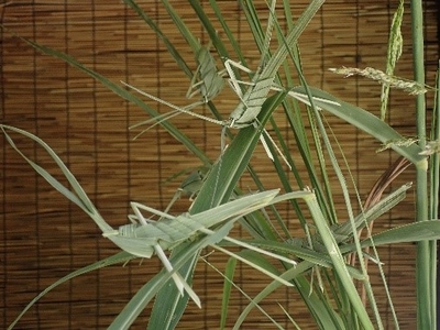 「虫細工教室」で工作したバッタ（昨年の様子）