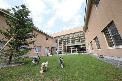 屋外ドッグラン