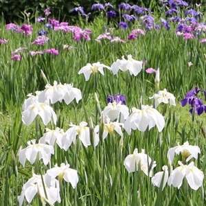 dMyb9ObmtdSParlTHJp7.jpg?w=940&h=940