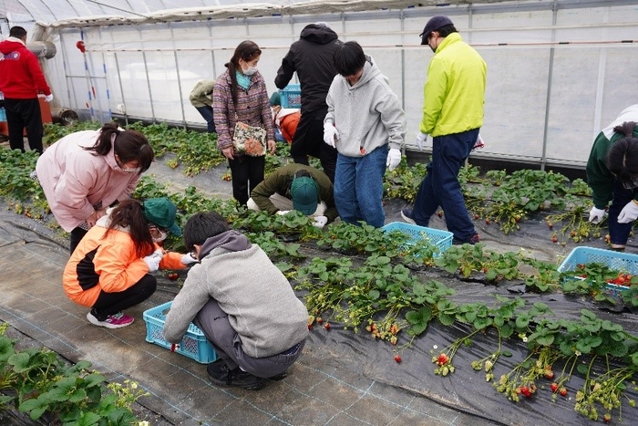 令和6年(2024年)2月に実施した障がいがある方々と農学部生のイチゴ収穫体験