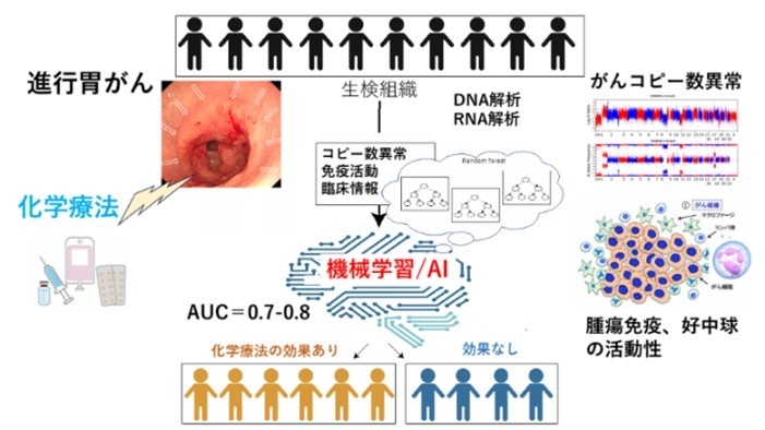 人工知能で胃がんの化学療法の効果を予測－免疫ゲノム情報を基にした