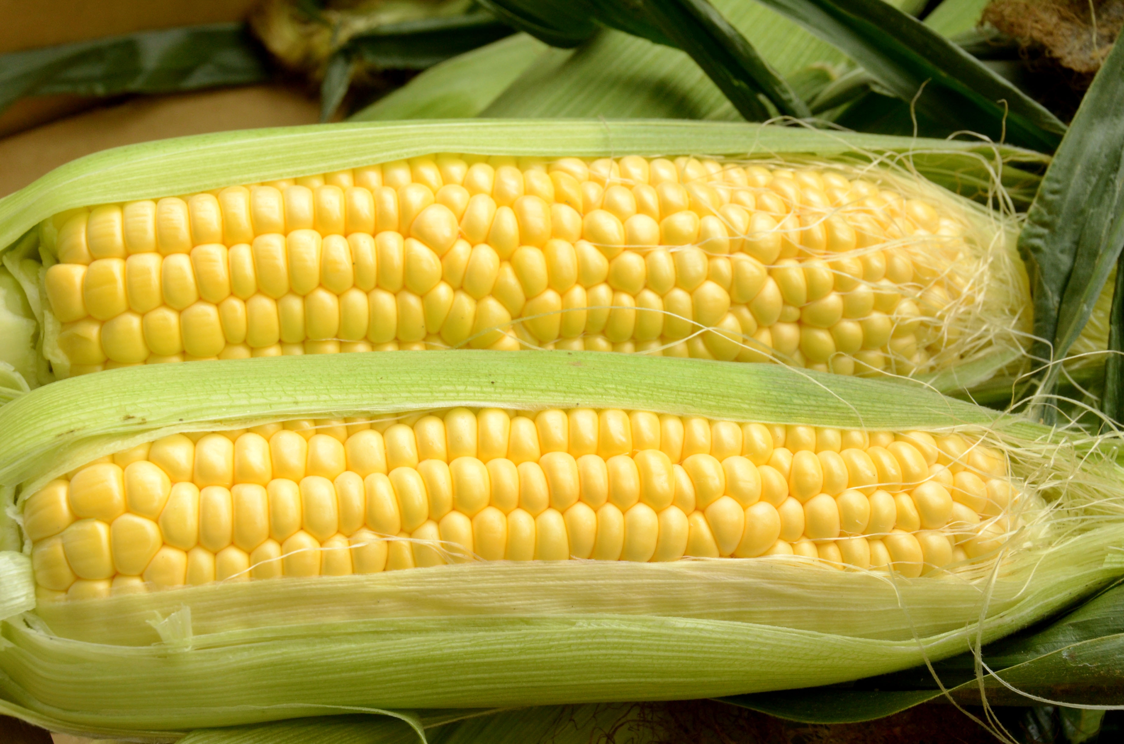 ＪＡ全農×ＪＲ西日本　第７６回ＪＲ大阪駅みのりみのるマルシェ 「長崎の実り」５月３１日（土）に開催