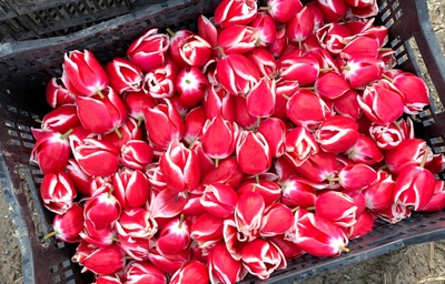 dQjz8DyyfYbWyX3FotJI.jpg?w=940&h=940