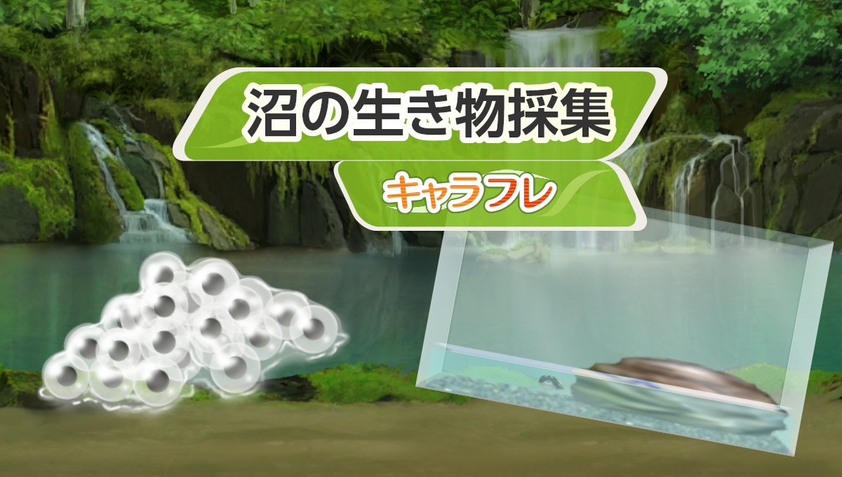 沼の生き物採集