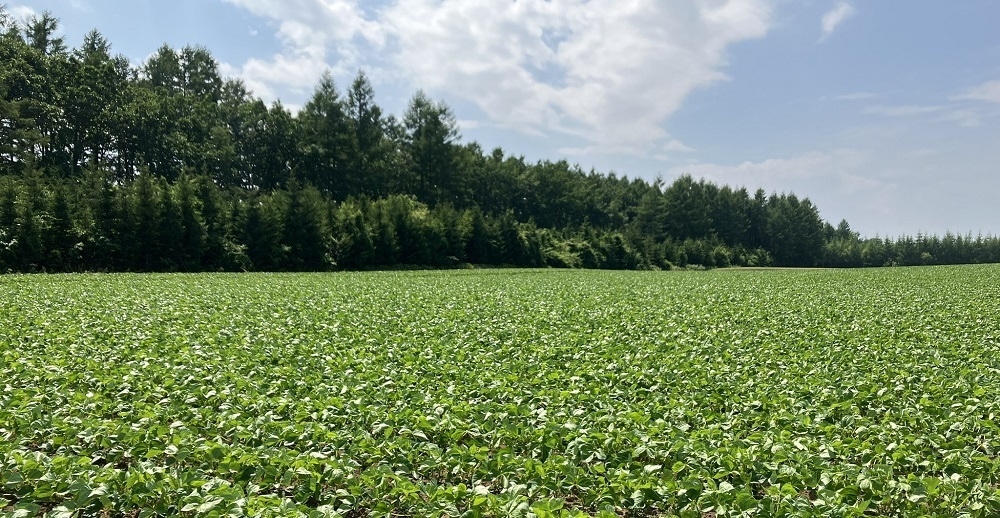 北海道産特別栽培小豆