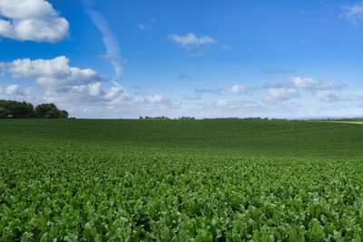 dTHdntNm3JZLoKBNMZ1W.jpg?w=940&h=940