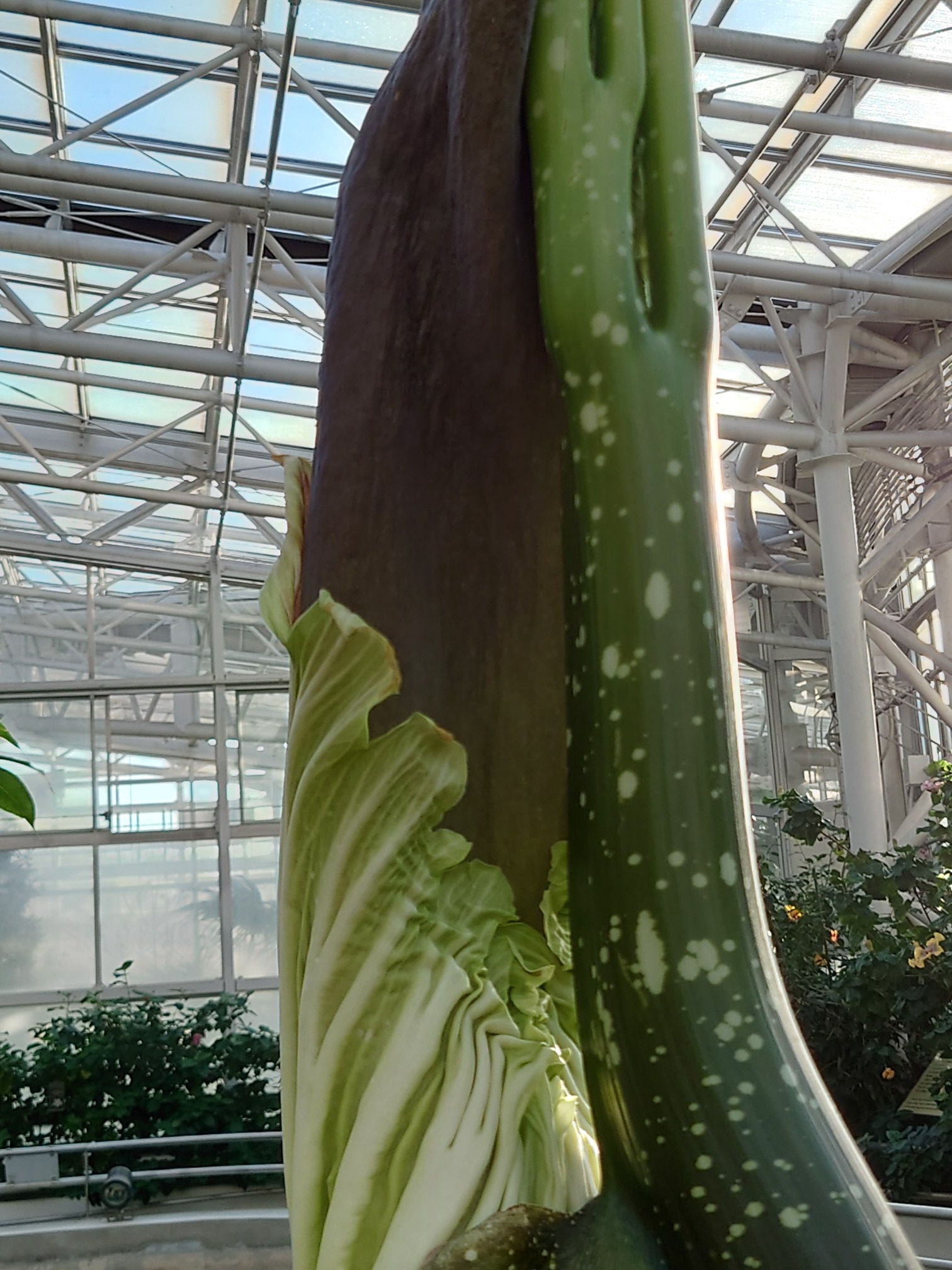 花序付属体を包む仏炎苞(ぶつえんほう)(12月8日撮影)