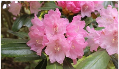 六甲高山植物園 ベストシーズン到来！ 花木の王様 ツクシシャクナゲが見頃です