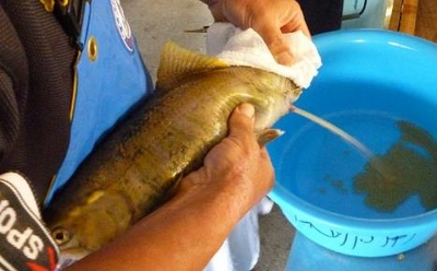 サツキマスの採卵