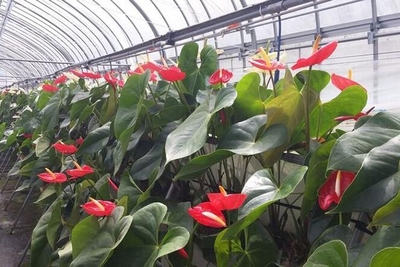 かわまたアンスリウム