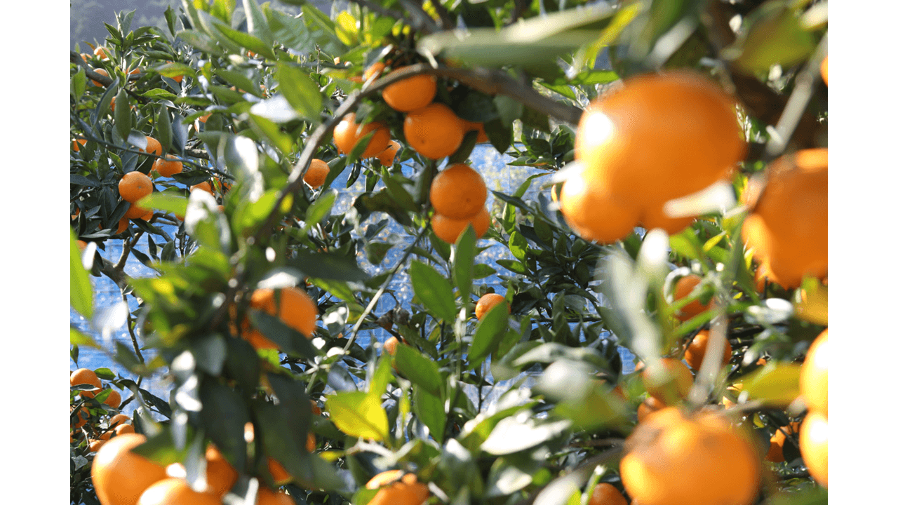 1万円の寄付で11キロも！ふるさと納税でもらえる「みかん・柑橘類」を徹底調査【2020年7月】