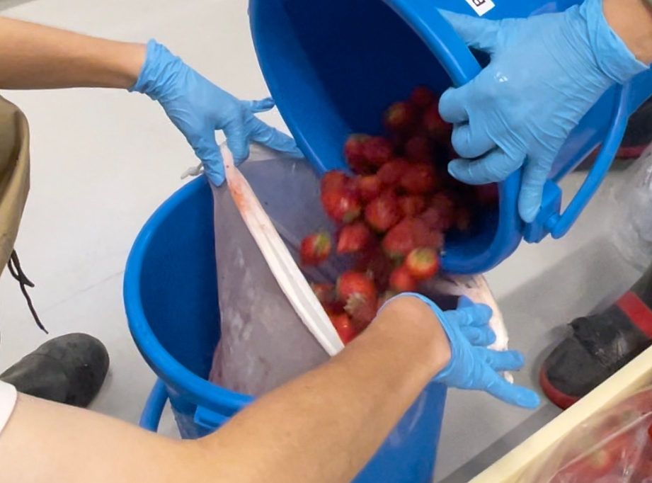 浸漬を待つ大量のいちご(2)