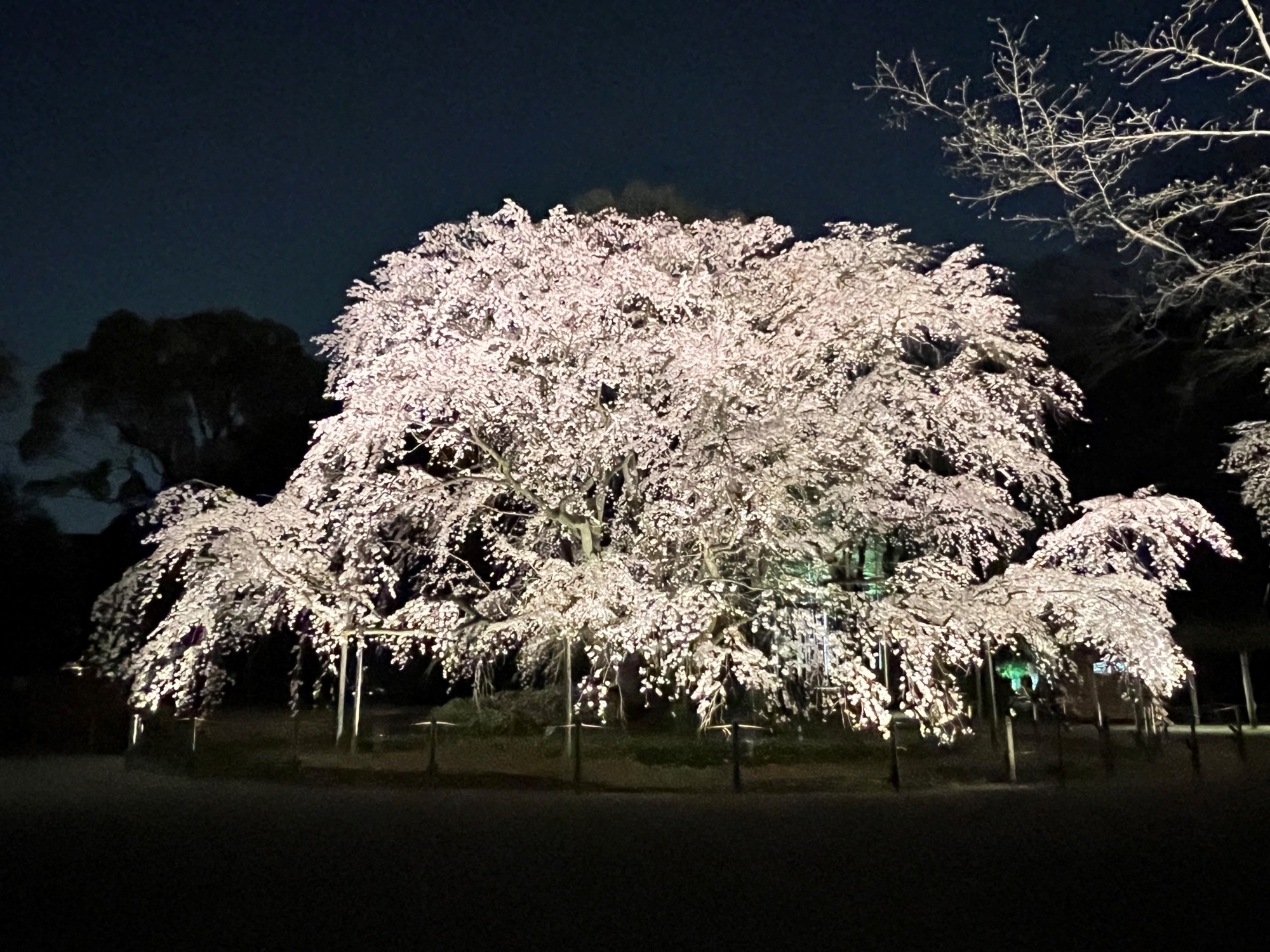 「春夜の六義園 夜間特別観賞」を今年も開催!しだれ桜の開花状況に合わせ期間限定で実施します