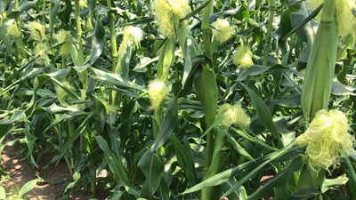 dk1IjbCUm1AeeURzCjgE.jpg?w=940&h=940