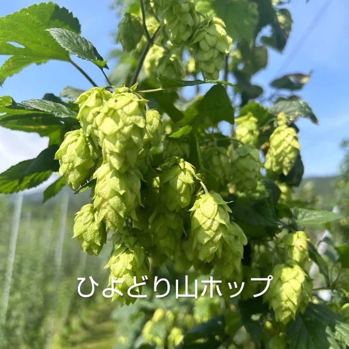 ひよどり山ホップ