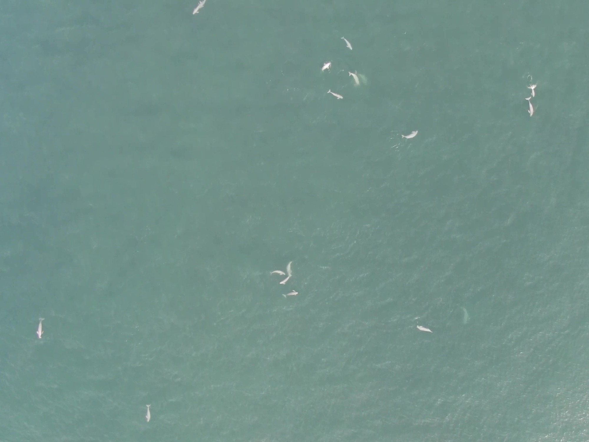 【千葉科学大学・神栖市】海生哺乳類研究の貴重な発見：利根川河口域で恒常的なスナメリの集合を発見！