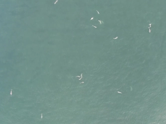 【千葉科学大学・神栖市】海生哺乳類研究の貴重な発見：利根川河口域で恒常的なスナメリの集合を発見！