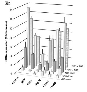 抗糖化作用:Hsp-mRNAの発現(図2)