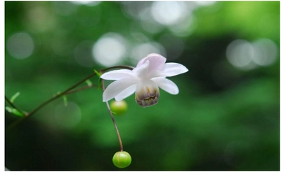 六甲高山植物園 林床に咲く涼しげな花 森の妖精 レンゲショウマが見頃です！