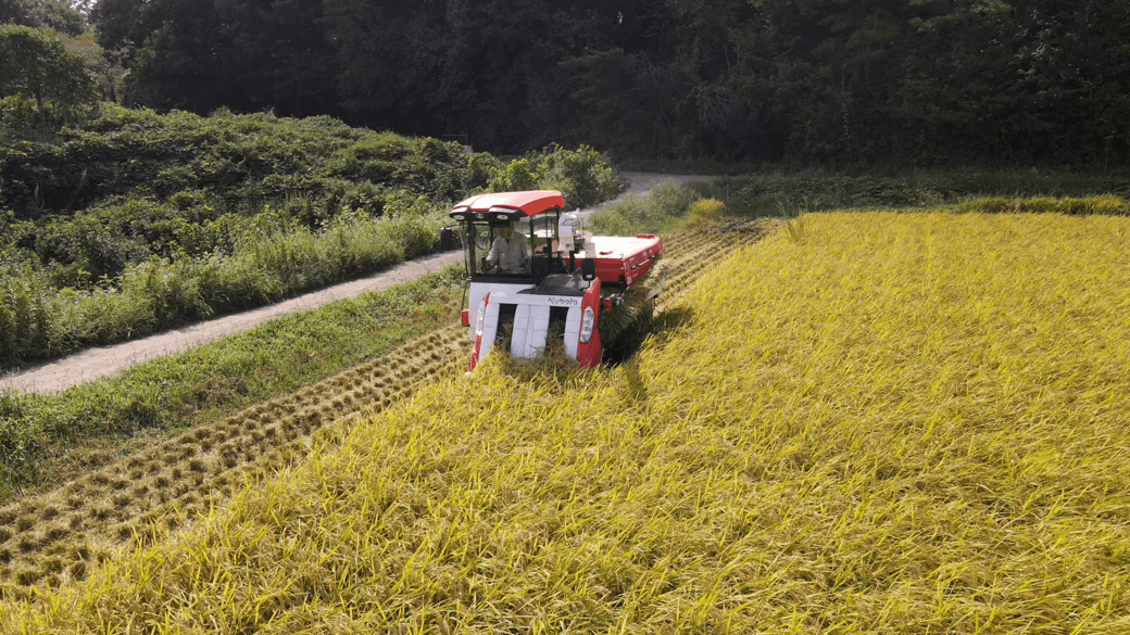 【収穫されたお米がバウムクーヘンに】