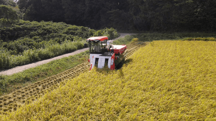 【収穫されたお米がバウムクーヘンに】