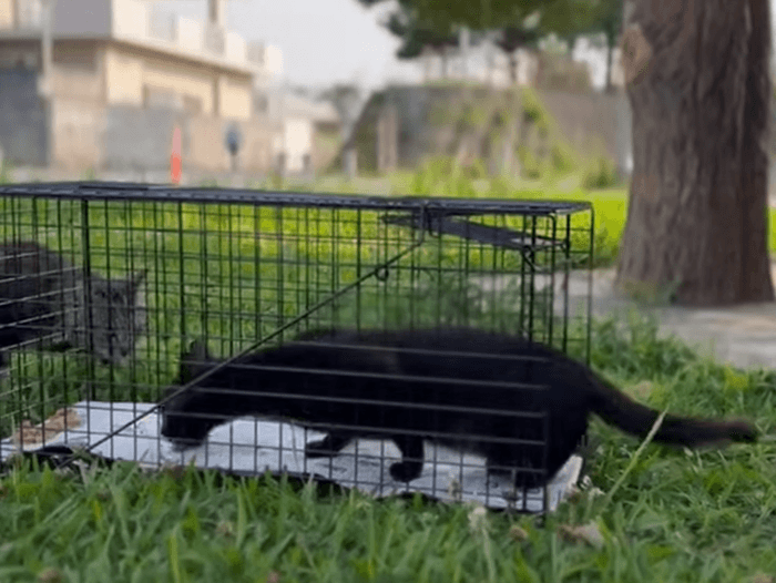 沖縄での捕獲事例