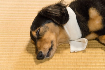 dto0Qobk9ejPbDTU70ti.jpeg?w=940&h=940