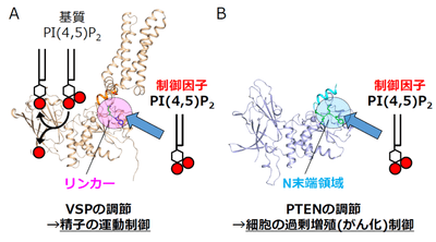 図2　PI(4,5)P2によるVSPとPTENの制御メカニズム
