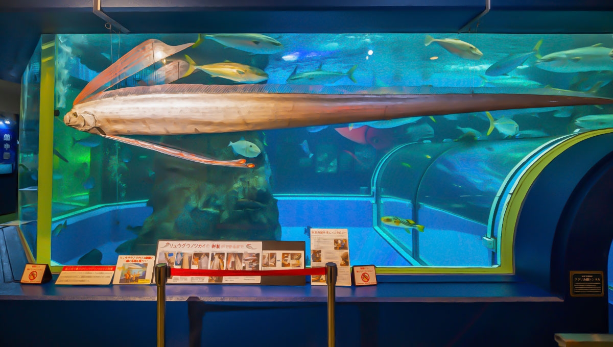 リュウグウノツカイ(剥製)