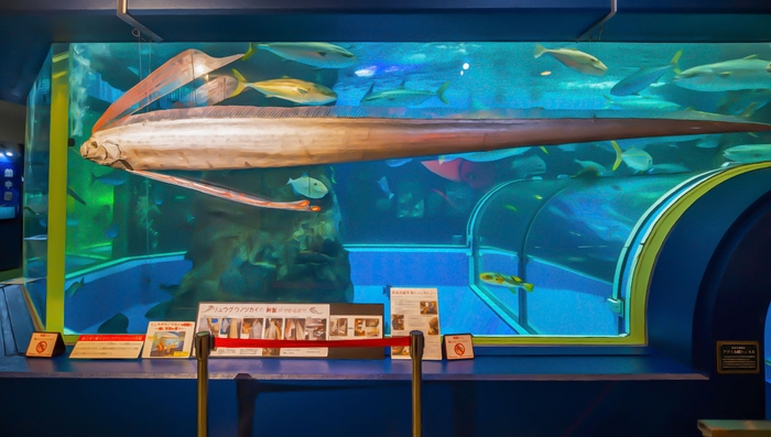 リュウグウノツカイ(剥製)