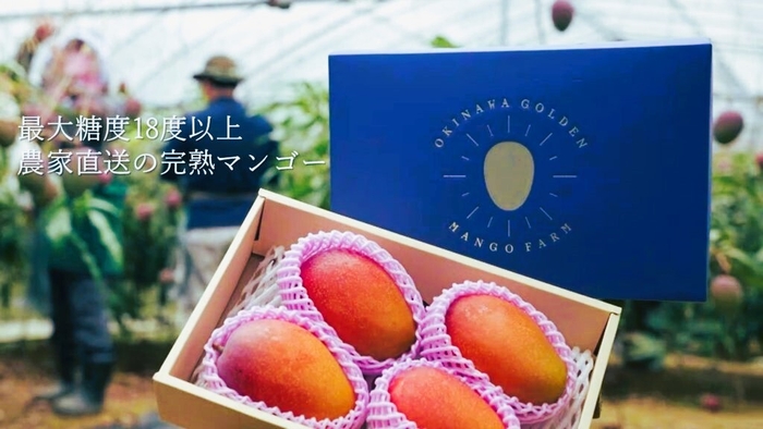 沖縄ゴールデンマンゴーファームの完熟マンゴー