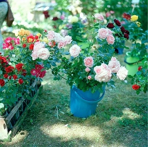 e1WQuBv3t4XVFMl8I8Hz.jpg?w=940&h=940