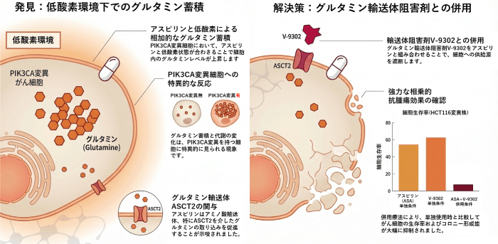 解熱鎮痛薬アスピリンと低酸素環境が「PIK3CA変異型大腸がん」の細胞内グルタミン蓄積を促進　～細胞内に蓄積したグルタミンを標的とした新たな治療戦略へ～