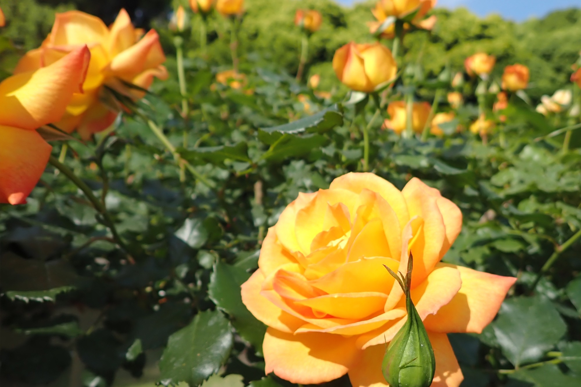 サハラ'98(5/4撮影)