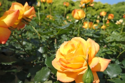 サハラ'98（5/4撮影）