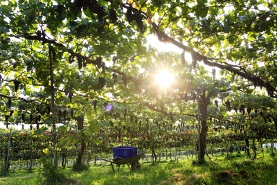 eGPWPUnpg1FFNdc1A8EF.jpg?w=940&h=940