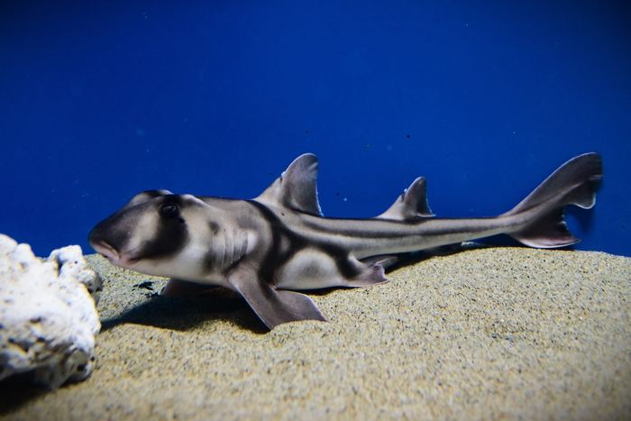 ポートジャクソンシャーク(ネコザメ科)