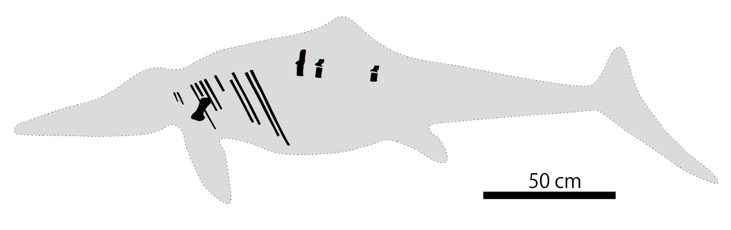 成羽の魚竜化石産出部位