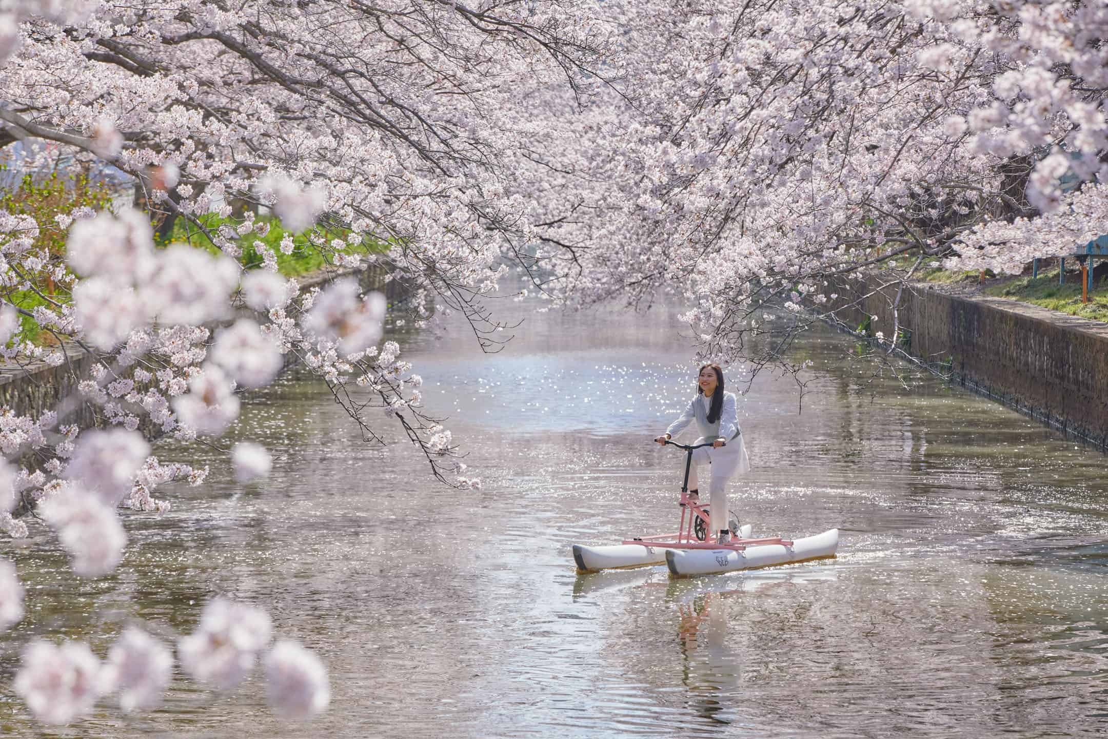 【BEB5土浦】桜の名所「新川」で、水上自転車に乗って桜の絶景を川面から独り占めできる「お花見水上サイクリング」開催 ～創業70年の地元の人に愛され続けている和菓子店「志ち乃」の桜餅もご用意～｜期間：2023年3月25日～4月10日