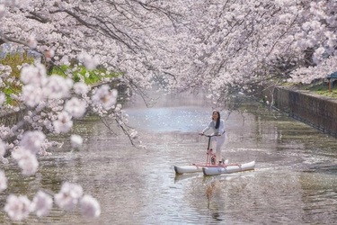 【BEB5土浦】桜の名所「新川」で、水上自転車に乗って桜の絶景を川面から独り占めできる「お花見水上サイクリング」開催 ～創業70年の地元の人に愛され続けている和菓子店「志ち乃」の桜餅もご用意～｜期間：2023年3月25日～4月10日