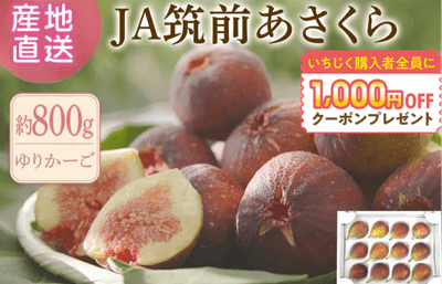 いちじく「博多とよみつひめ」約800ｇゆりかーご◎ＪＡ筑前あさくら