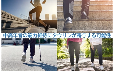 中高年者の筋力維持にタウリンが寄与する可能性を発見